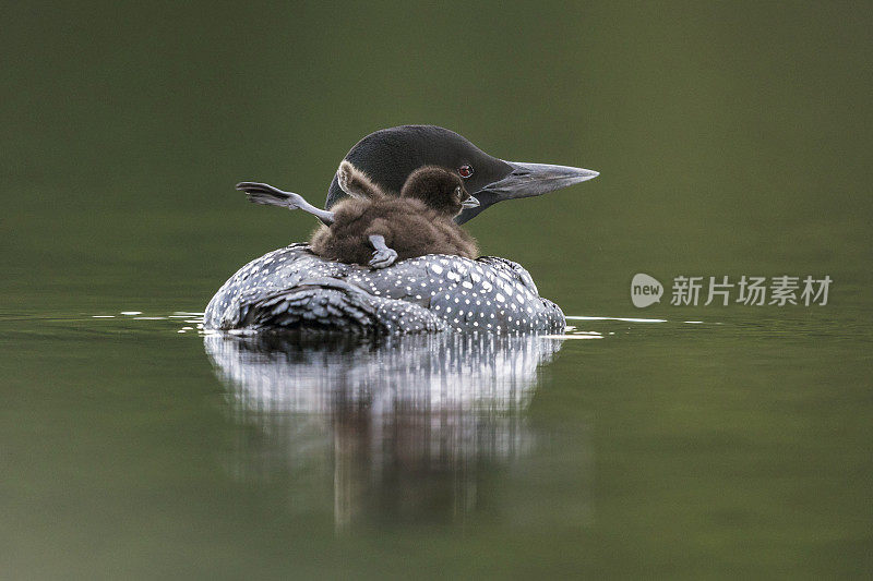 普通的潜鸟宝宝躺在妈妈的背上