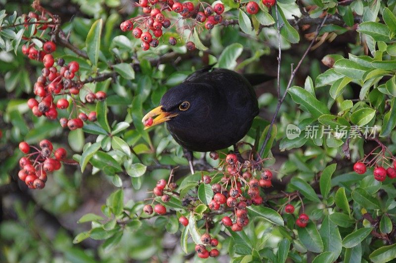 黑鸟采摘浆果的