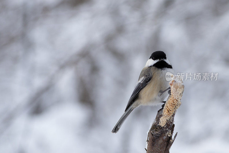 冬天，一只山雀栖息在树枝上进食