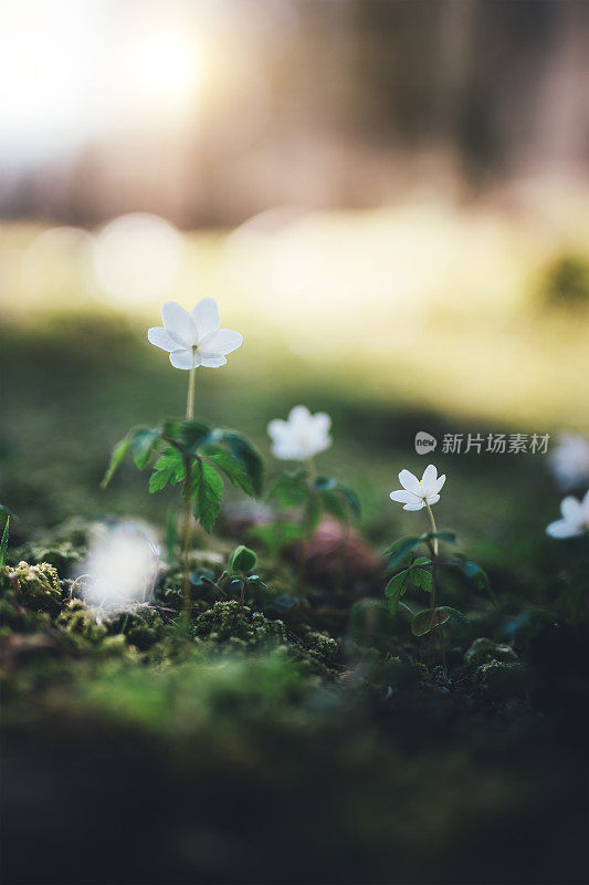 春天的花朵