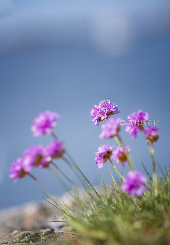 节俭草丛