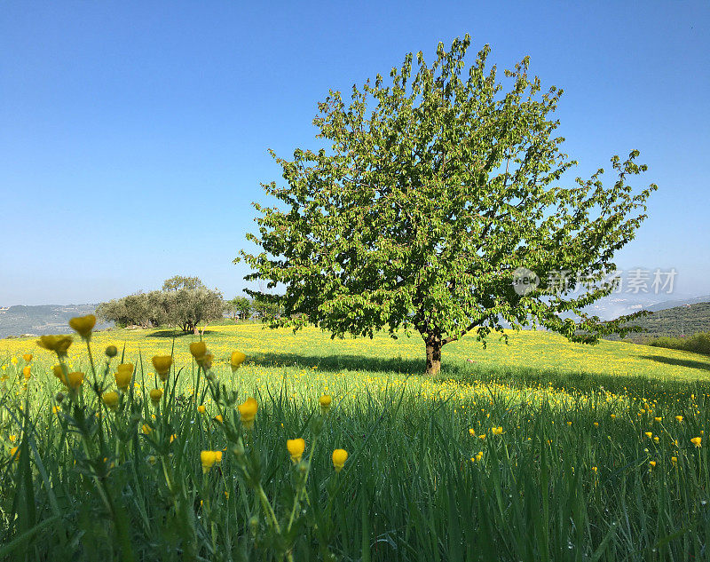 春天。田野里的一棵孤独的树。