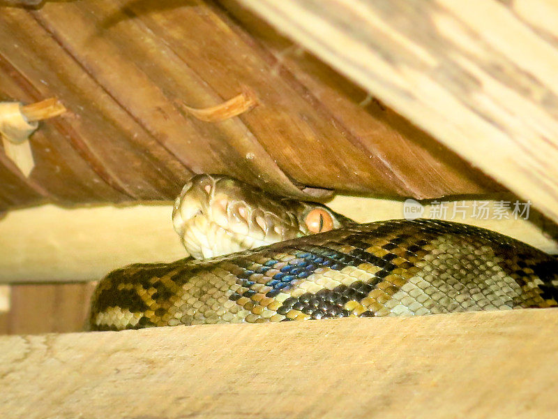 野生网状蟒蛇盘绕在屋顶空间