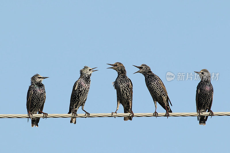 几只普通的椋鸟坐在电线上争吵。