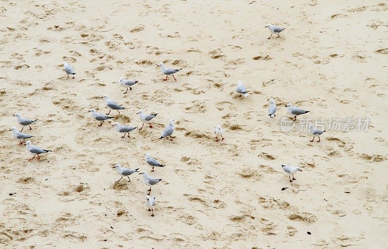 海滩上的一群海鸥