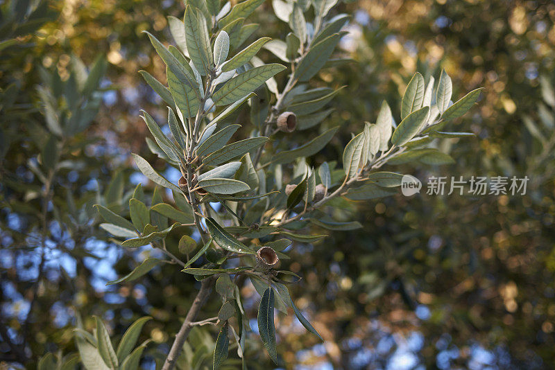 Quercus冬青属植物