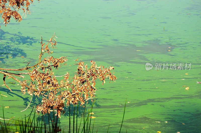 湖上蓝藻、蓝藻和植物污染的详细资料