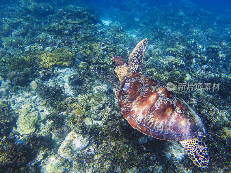 海龟在热带海岸水下的照片。可爱的绿色海龟在海底。