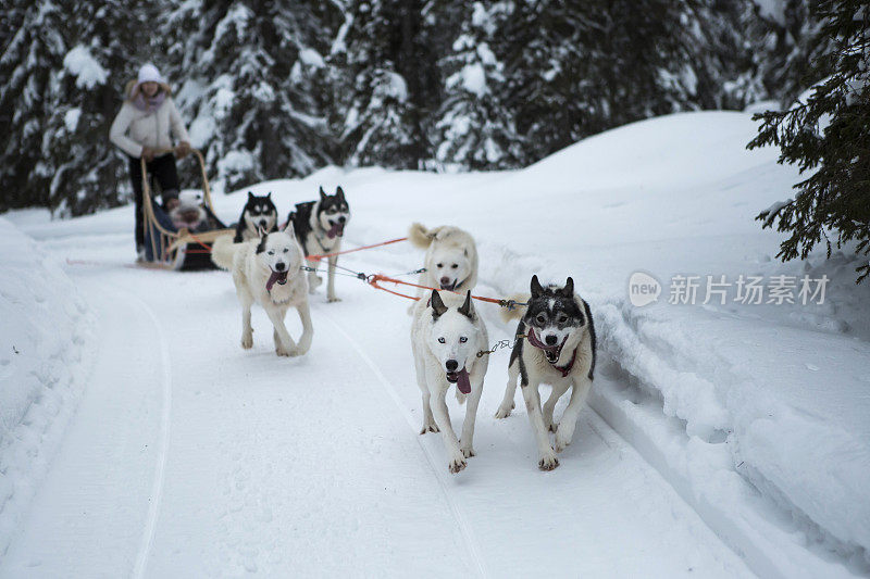 狗拉雪橇