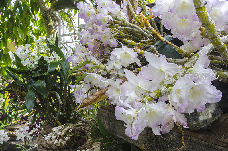 兰花温室在丹尼尔斯托植物园