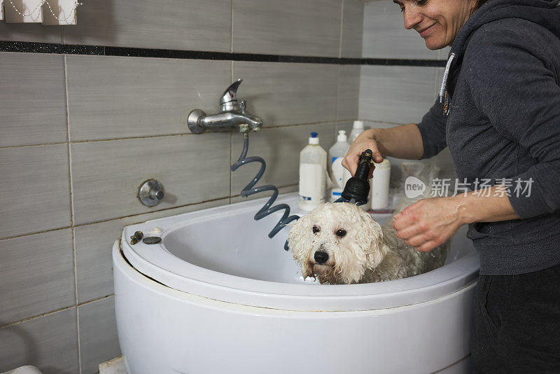 一只狗洗澡