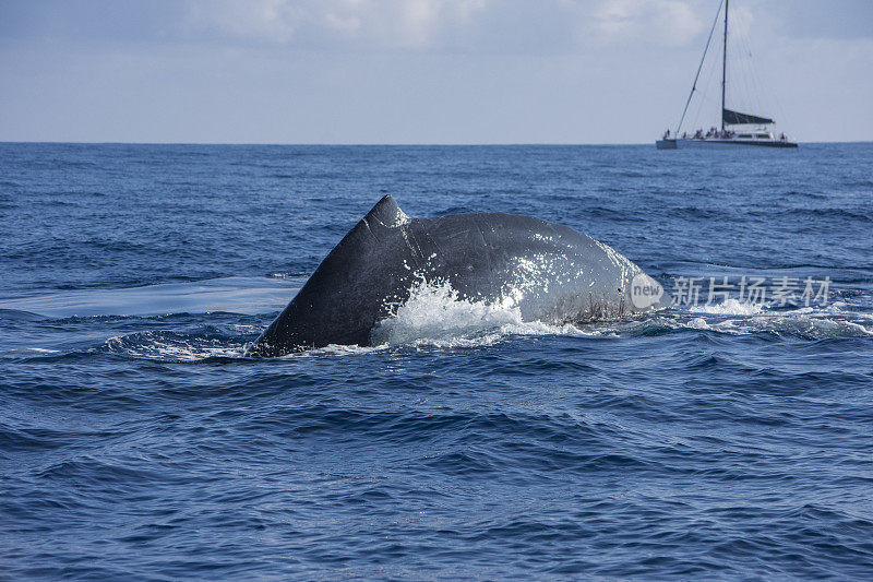鲸鱼在夏威夷