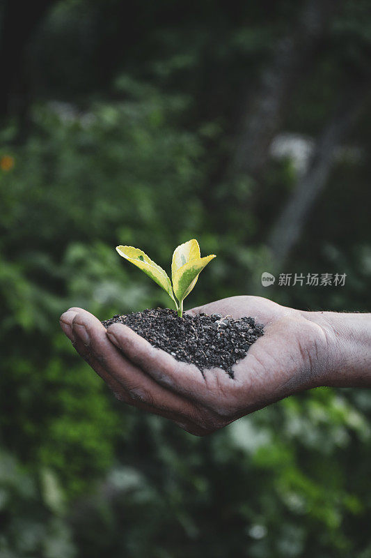 近距离的手持有植物