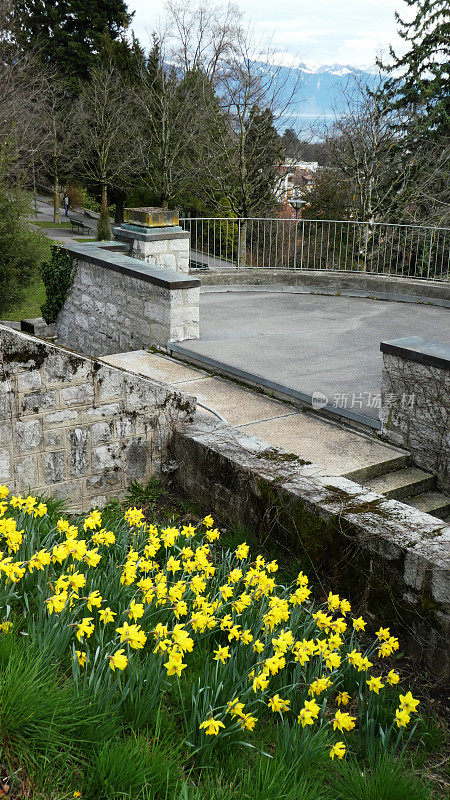 瑞士洛桑雷波斯山花园中的水仙花