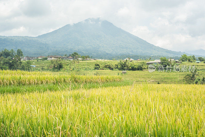 乌布的水稻梯田，阿贡火山，印尼巴厘岛