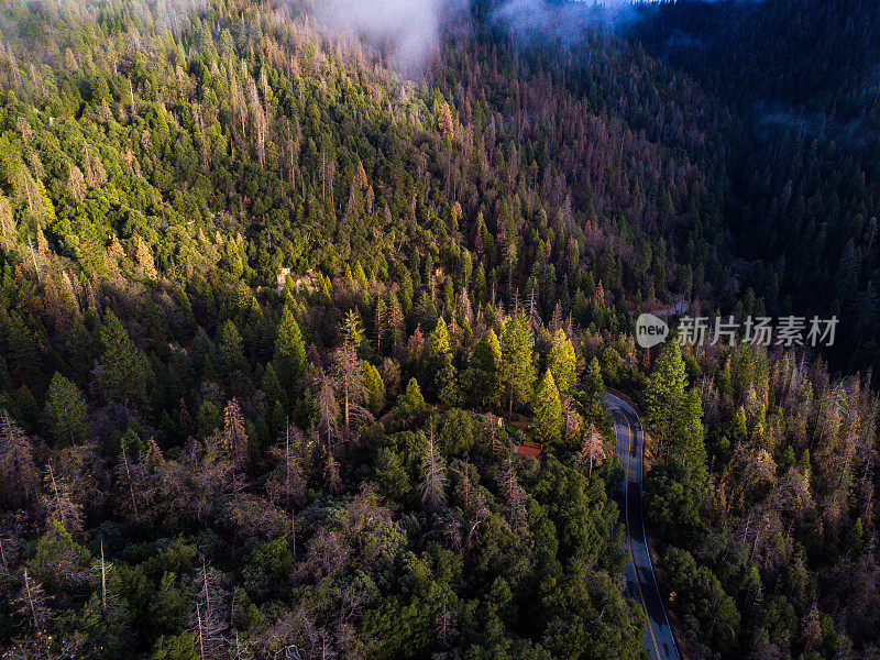 无人机拍摄的空旷蜿蜒的森林道路