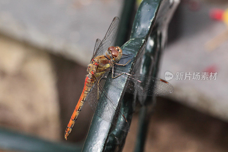 雌性蜻蜓。