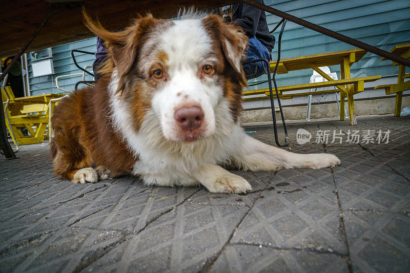 棕色的西班牙猎犬躺在铺着瓷砖的地板上