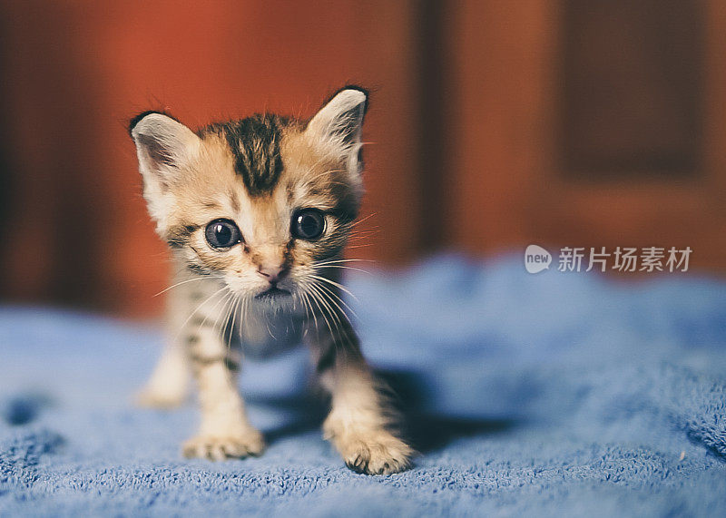 可爱的刚出生的孤儿小猫开始学走路