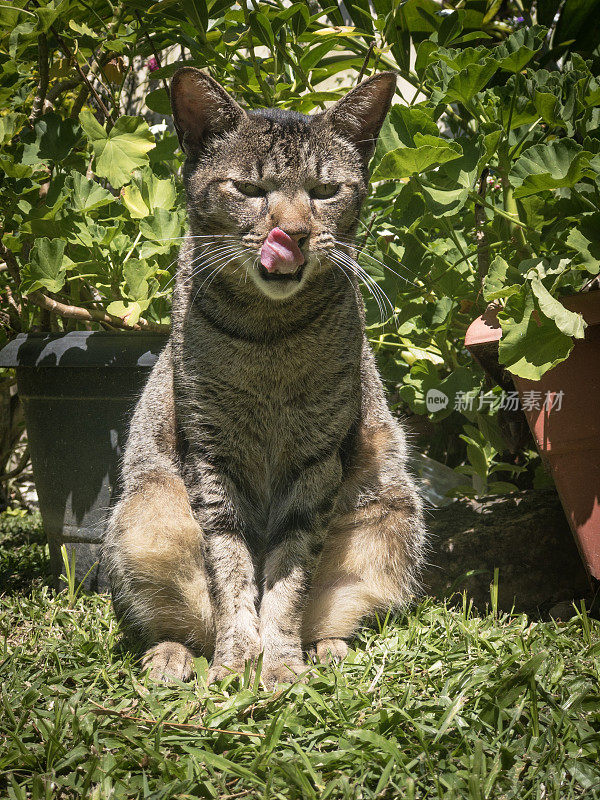 虎斑猫在花园里晒太阳，舔着嘴巴吐舌头