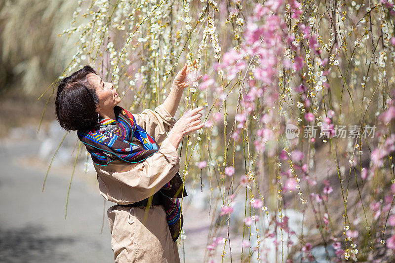 老妇人欣赏梅花花