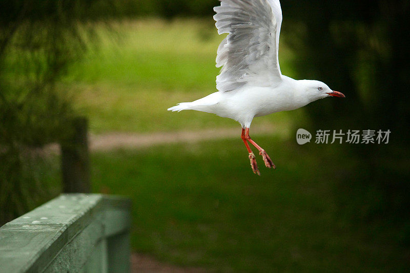 飞行中的澳大利亚海鸥-新南威尔士州南海岸