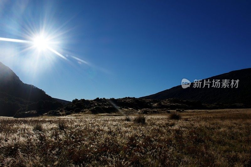 新西兰科布山谷Tussock高地清晨的太阳