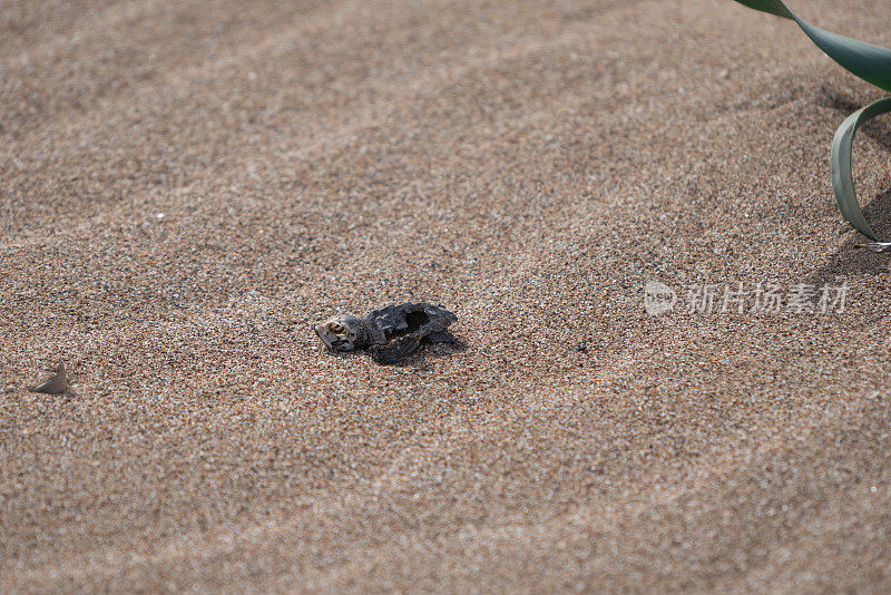 海滩上的死海龟