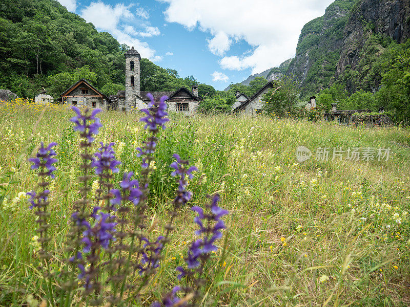 Maggia山谷典型的村庄，前景野花，提契诺，瑞士