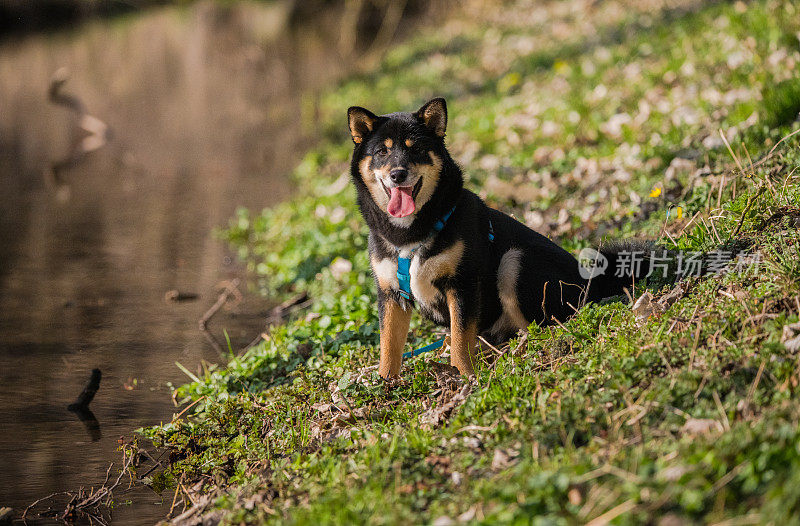 在一个早春的日子里，黑色和棕色的柴犬沿着小溪奔跑