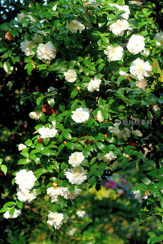 山茶花油茶花