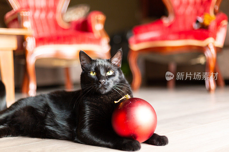 美丽的黑猫享受阳光在木地板与大红色圣诞装饰品和树的背景