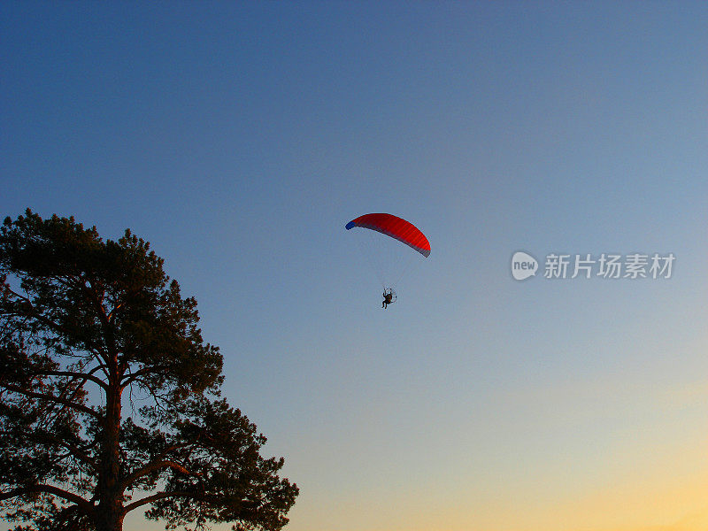 滑翔伞(机动滑翔伞)在天空中，夕阳下，黑树的剪影
