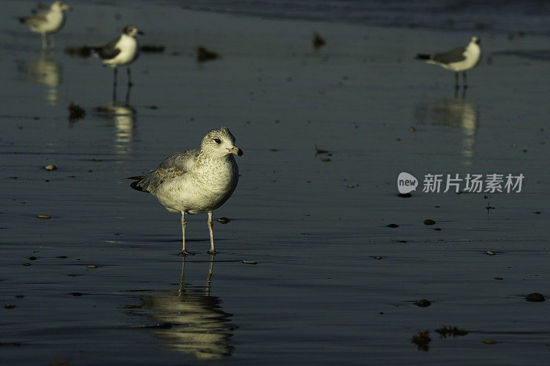 海鸥站在海岸线的浅水里