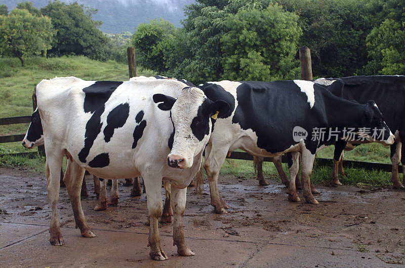 巴西的奶牛场。