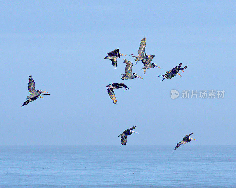 几只秘鲁鹈鹕飞过智利南部阿劳卡尼亚海岸的碎浪
