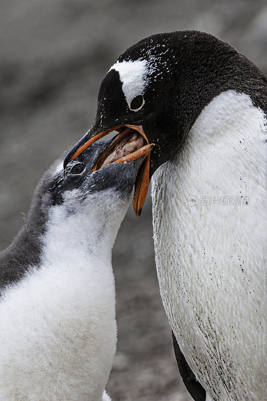 巴布亚企鹅，Pygoscelis巴布亚，汉娜角，利文斯顿岛，南设得兰群岛，南极洲。企鹅目,企鹅科。成年巴布亚企鹅正在喂养一只幼雏。