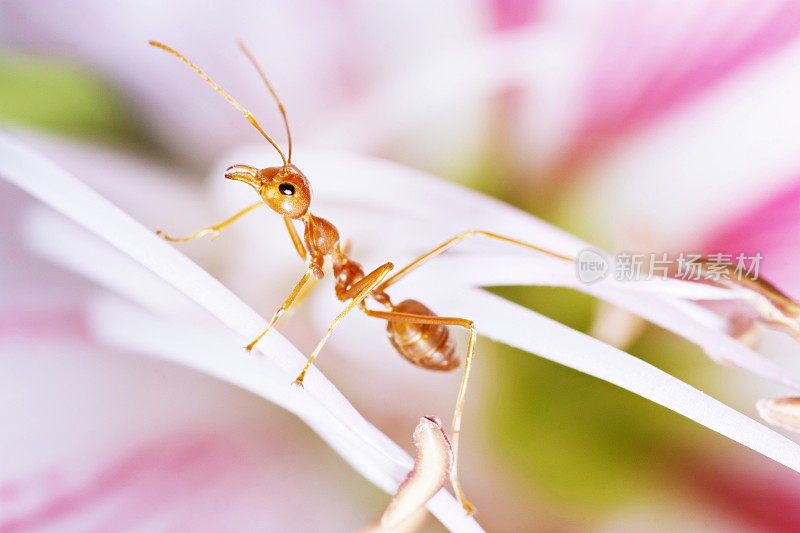 蚂蚁爬上粉红色的花粉。