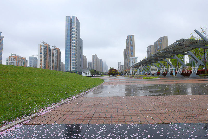 中国山东省日照市，花儿在春雨中绽放