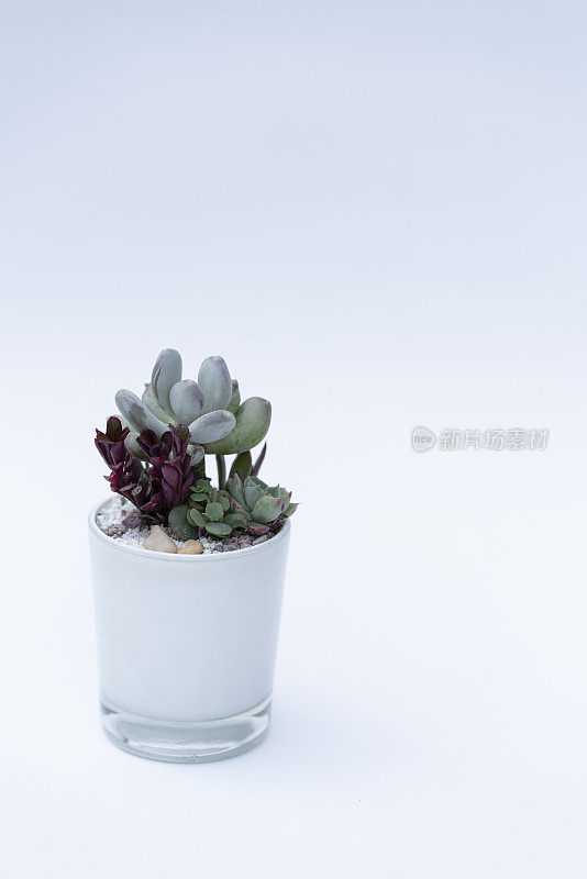 多肉植物装饰白色玻璃花瓶