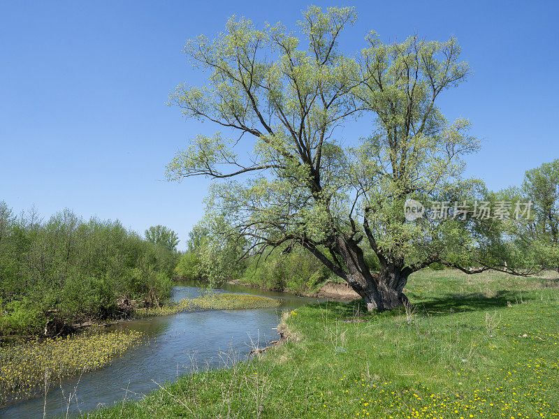 小河岸边的一棵大树。春天美丽的景色。