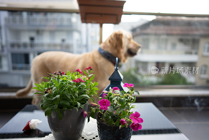 金毛猎犬从阳台往外看。