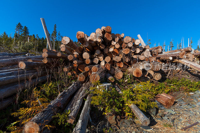 温哥华岛上的伐木业