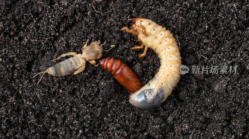 土壤中的农业害虫。五月虫幼虫，蛹蛾和欧洲鼹鼠蟋蟀