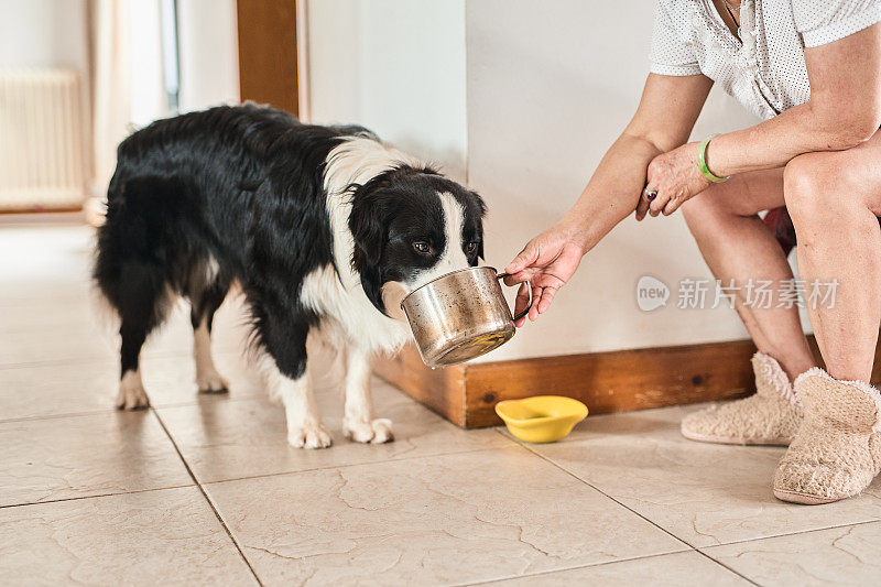 母犬给边境牧羊犬浇水