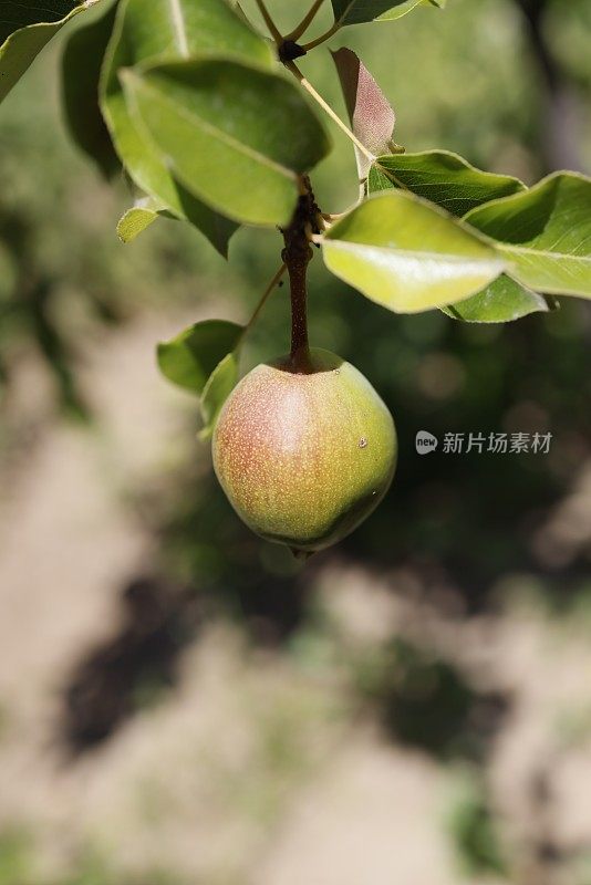 花园中梨树上成熟的梨子的特写镜头