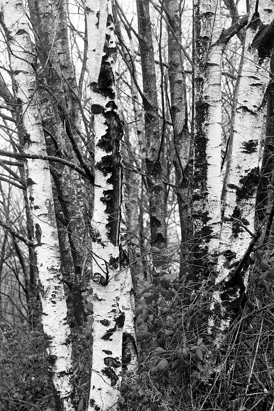 桦树树干，黑色和白色，全框架视图。