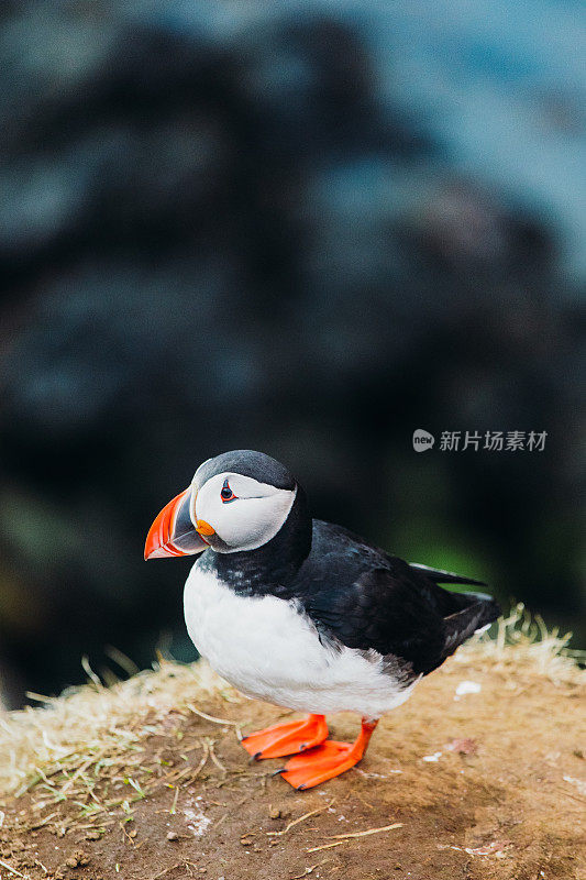 冰岛午夜太阳下美丽的海雀