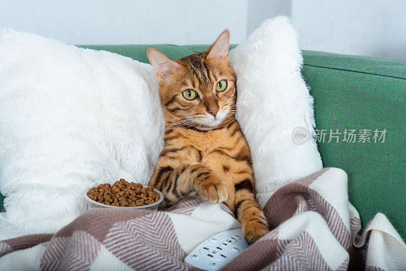 可爱的孟加拉猫躺在沙发上，拿着电视遥控器，盖着温暖的毯子