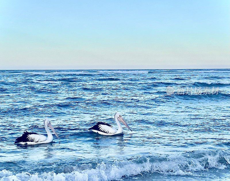 鹈鹕漂浮在平静的海浪上